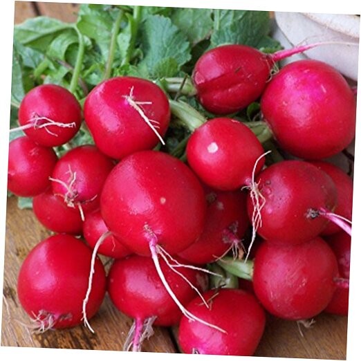 300 Champion Radish Seeds Heirloom Non GMO Garden Vegetable Bulk