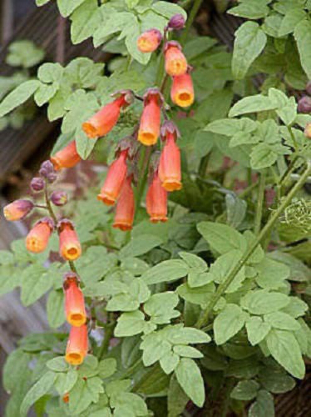 40 CHILEAN GLORY VINE Eccremocarpus Scaber Flower Seeds