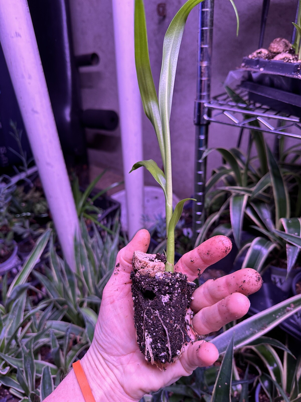 Crinum Lily, C. Asiaticum, Giant White Spider Lily (1) Rooted Starter Plants.