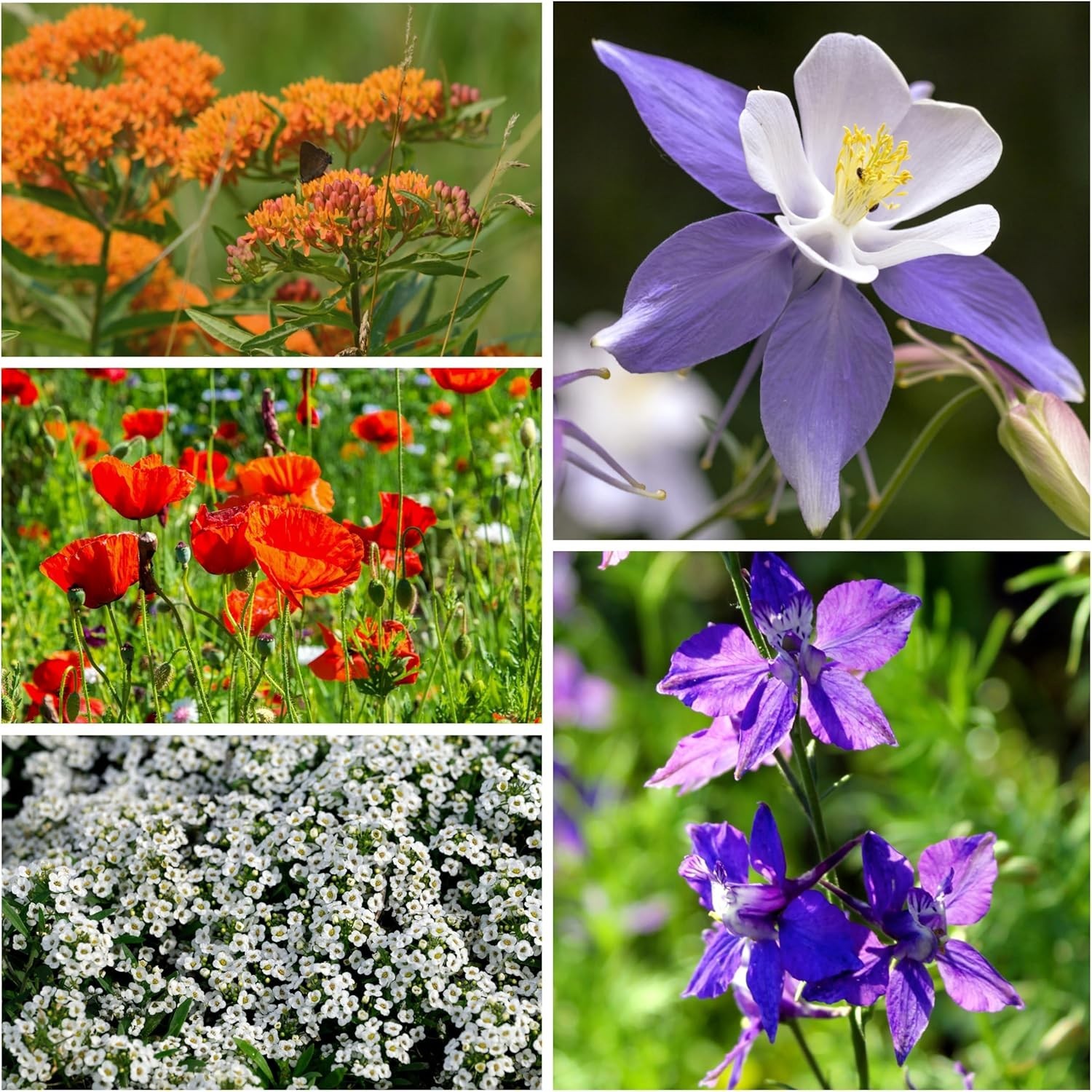 Seed Needs Flower Seeds Hummingbird and Butterfly Seed Mix 1 Ounce No Filler