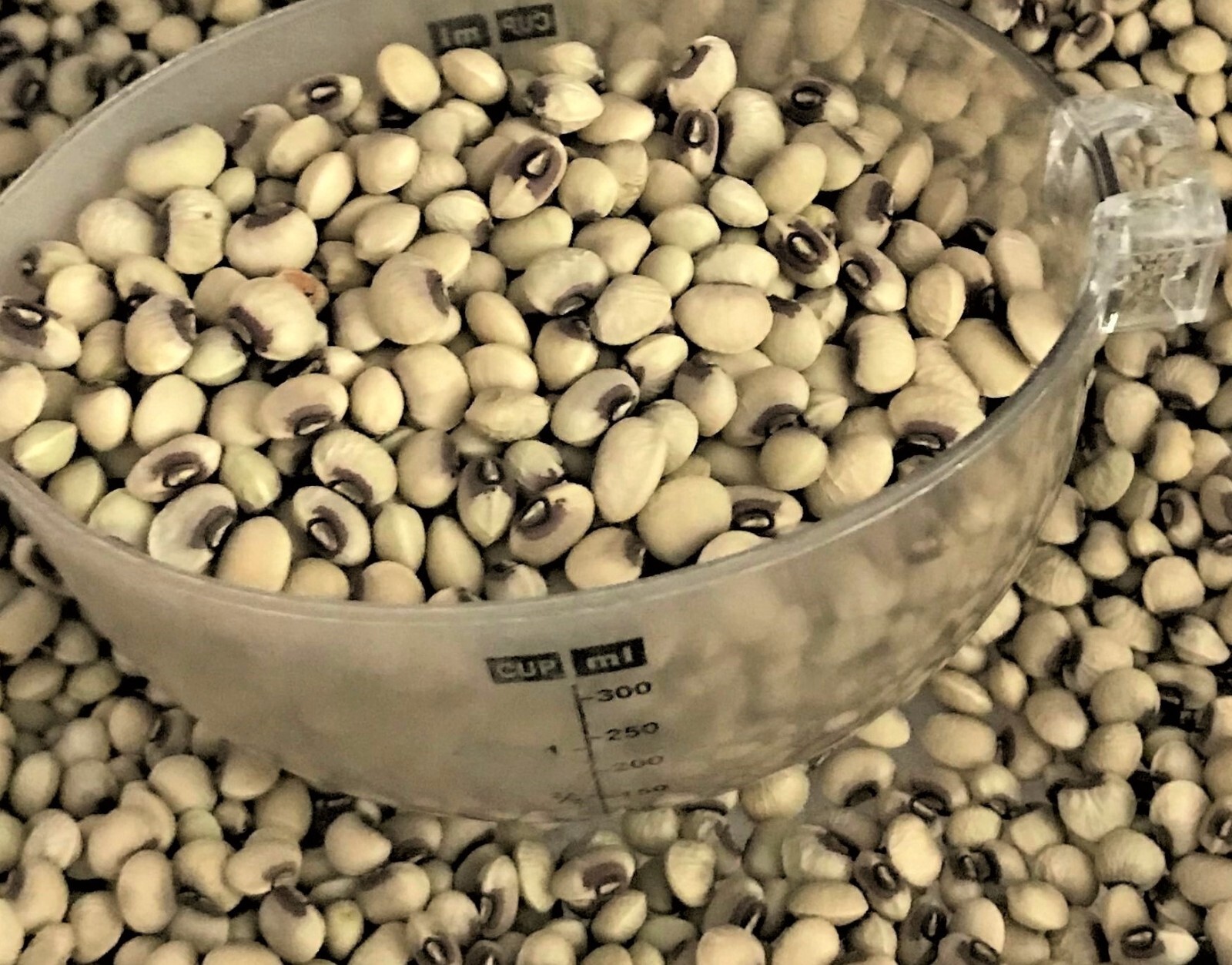 5 Lb Mississippi Pinkeye Purple Hull Cowpeas Germ: 80%