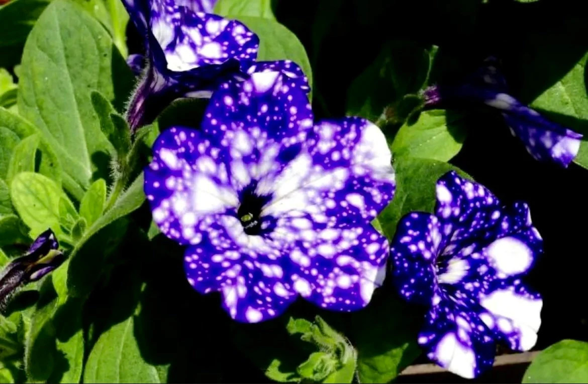 Petunia Starry Sky Blue Seeds ~ Night Sky ~ Grow Your Own ~ Spring Flowers