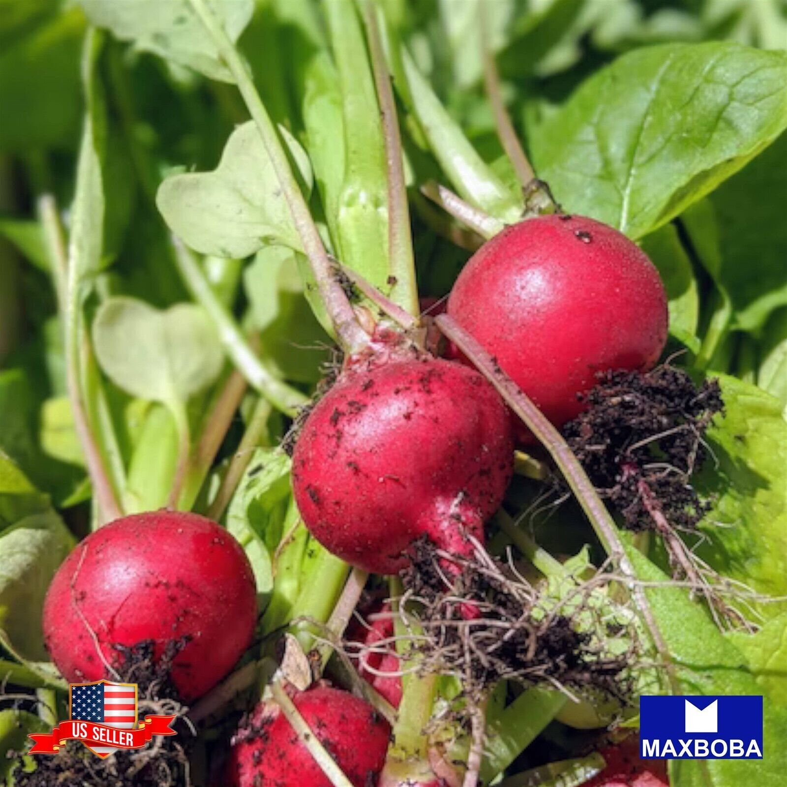 Radish Fresh Seeds – Crimson Giant Non-GMO Heirloom Vegetable