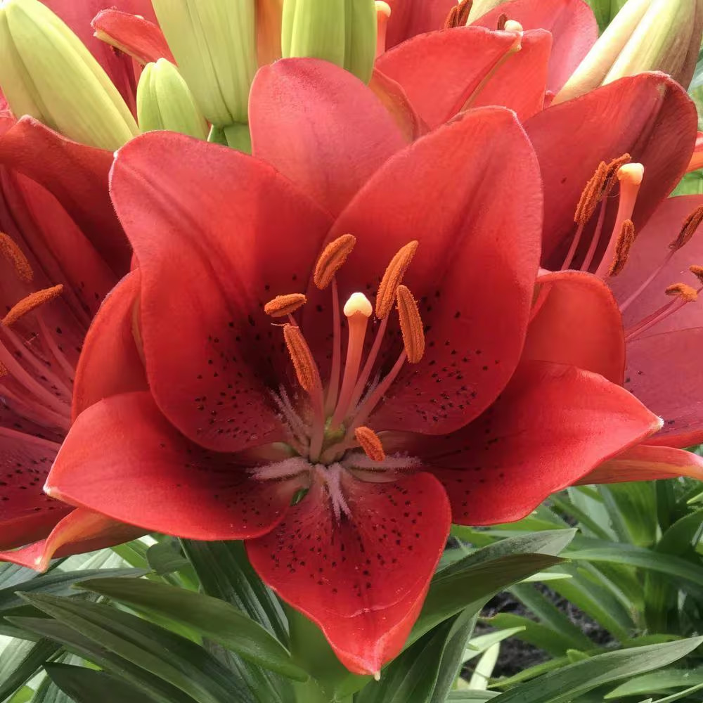 Lily Summer Scarlet LA Hybrid Bulbs (5-Pack)