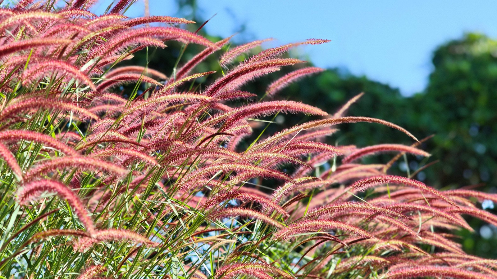 25 PURPLE FOUNTAIN GRASS Ornamental Pennisetum Setaceum Dark Burgundy Flower See