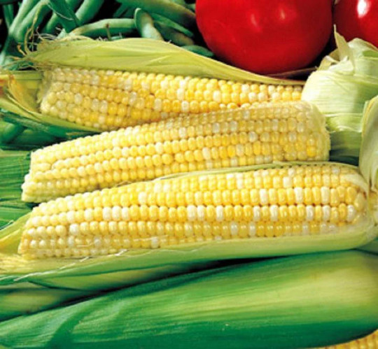 Ambrosia Bi-color Hybrid Sweet Corn Seed