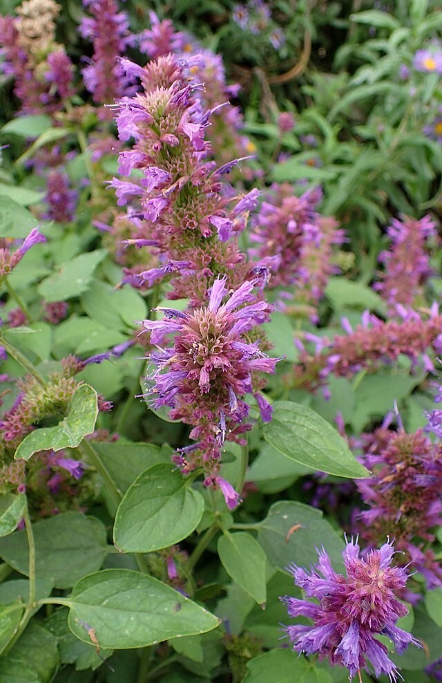 AGASTACHE 200 SEEDS, HYSSOP, PINKISH-PURPLE FLOWERS, HARDY PERENNIAL