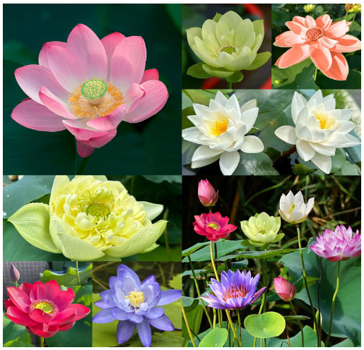 Jardinpatio 160Pcs Bowl Lotus Seeds Mixed for Planting Water Features Bonsai Lot