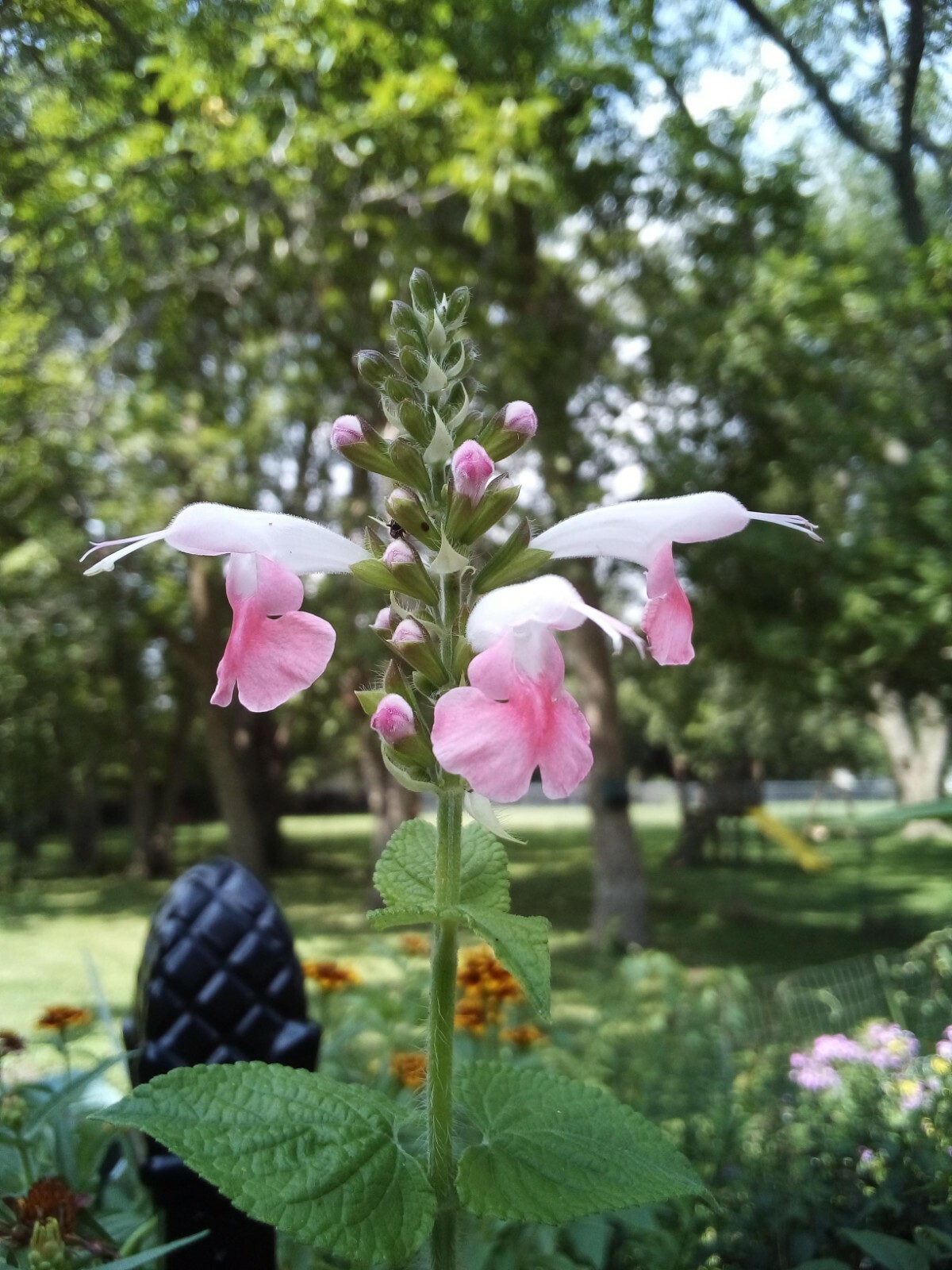 20 SEEDS CORAL NYMPH SALVIA
