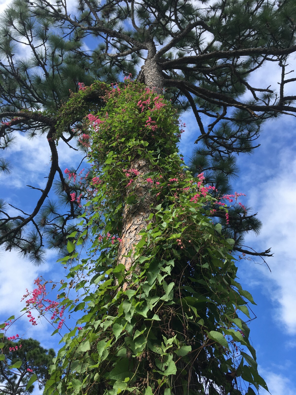 50+ Pink Coral Vine Seeds Antigonon leptopus Plant Perennial Vine Seeds Bee Bush