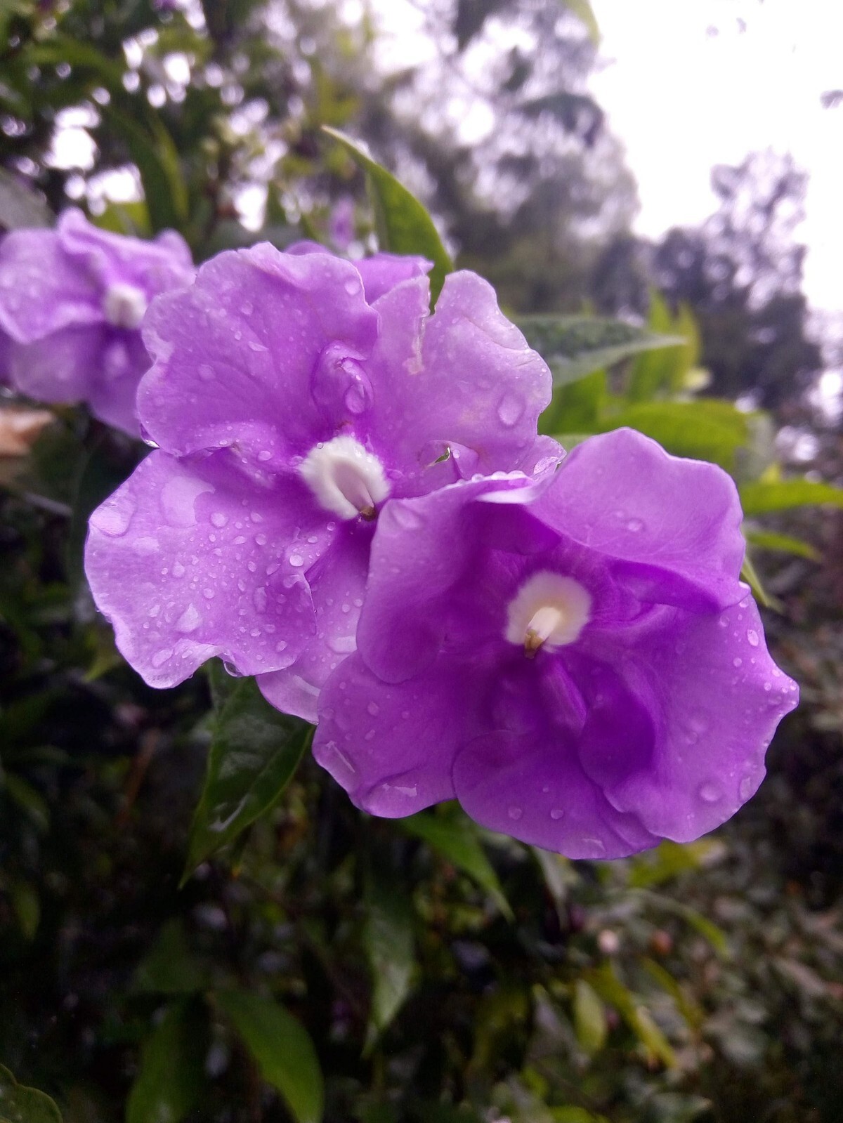 5 All Natural Brunfelsia- Heirloom Seeds-Container or Standard 3 Flower Colors