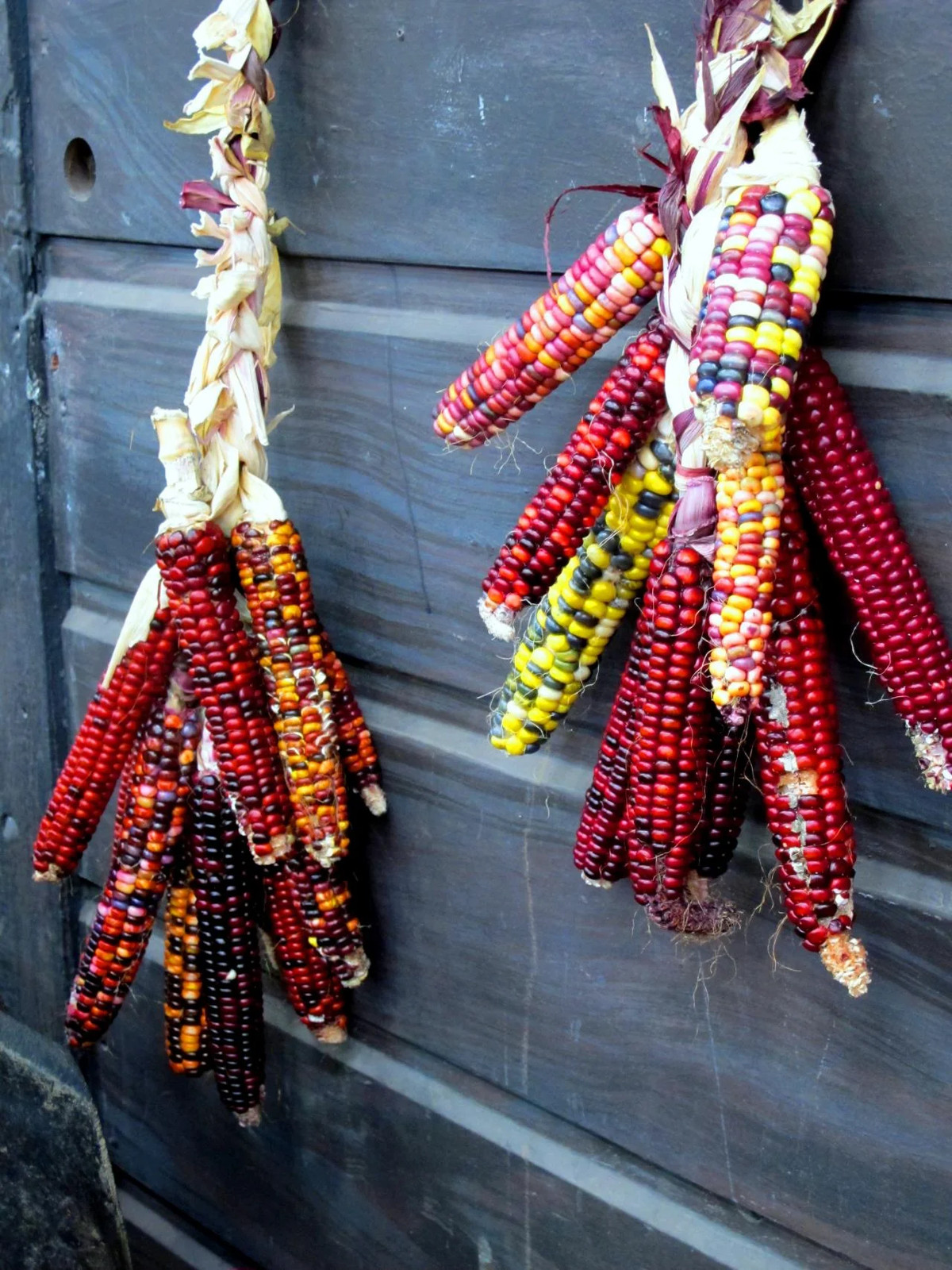 Fiesta Ornamental Corn Seeds – For 2026 Planting Hybrid Maize Native American