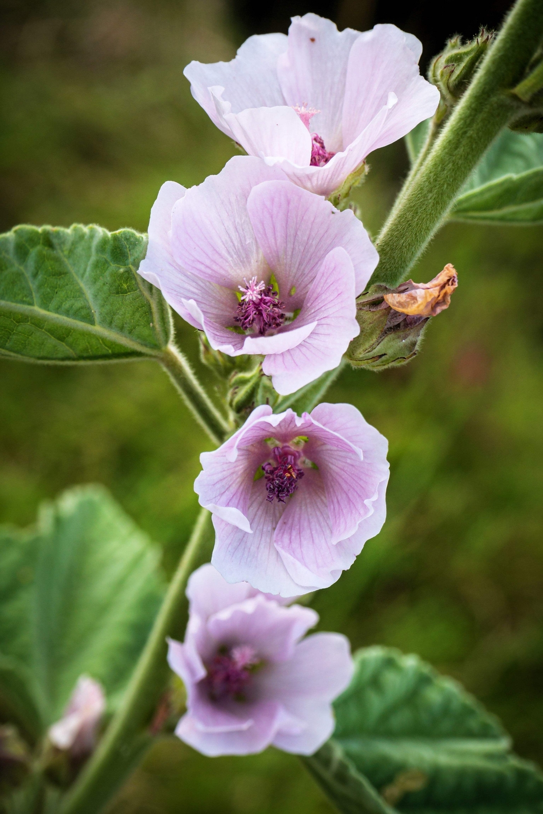 50 WHITE MARSH MALLOW Althea Officinalis Flower Seeds
