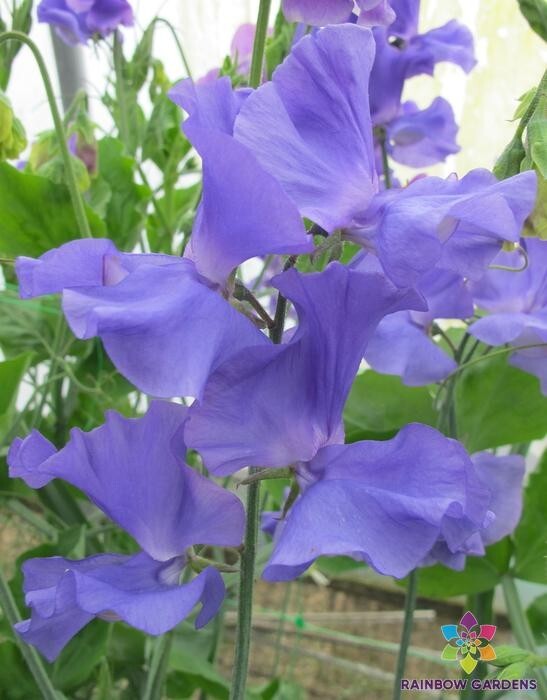 50+ Our Harry Sweet Pea Seeds for Garden Planting – USA – FREE SHIPPING!