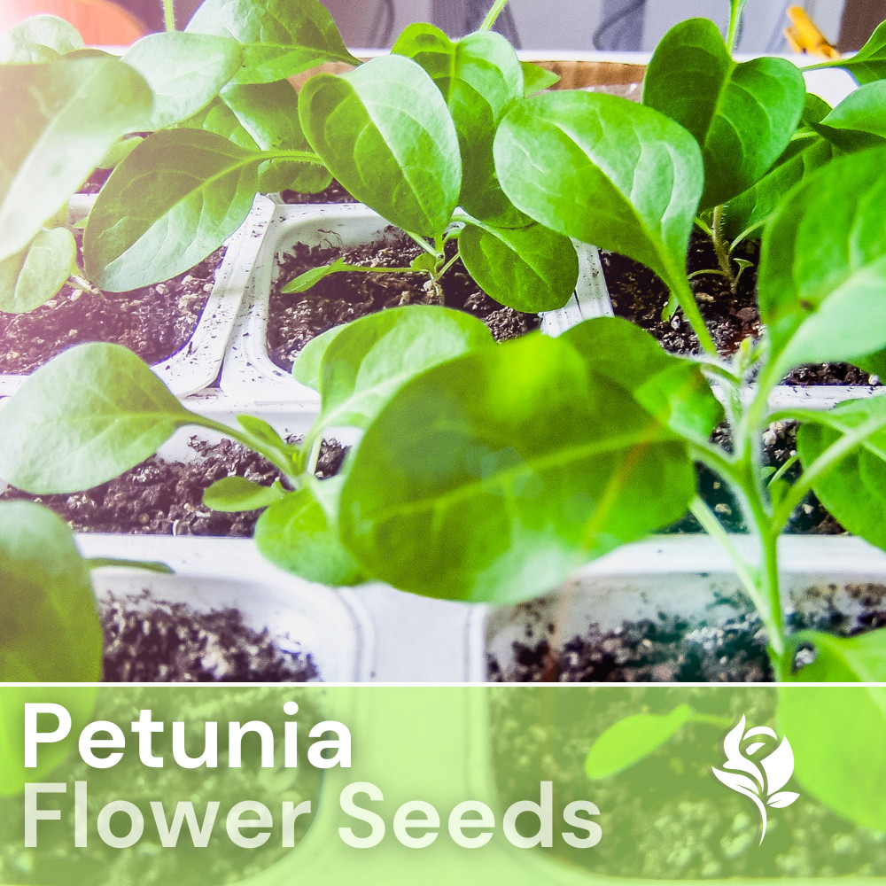 1000+ Sun Grand Petunia Seeds US SELLER Perennial Flowers Seed Annual Bulk