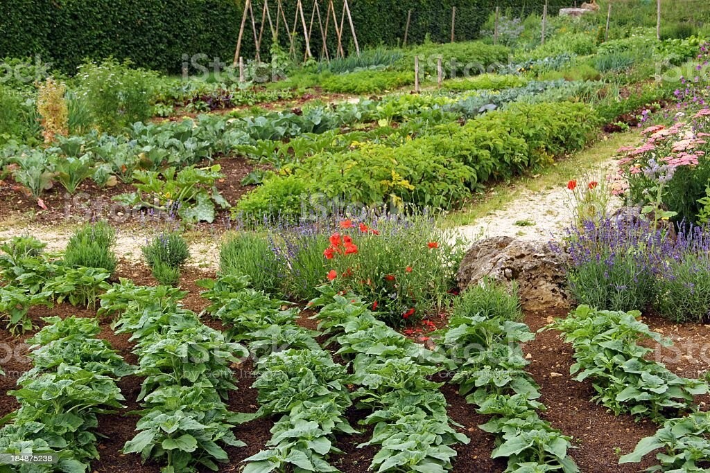 10 Seeds CONGO Watermelon Large Variety Planting NON-GMO Heirloom Garden