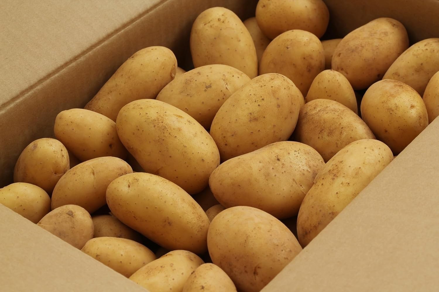 Irish Cobbler Seed Potatoes for Planting | Classic White Skin, Non-GMO (5 Pound)