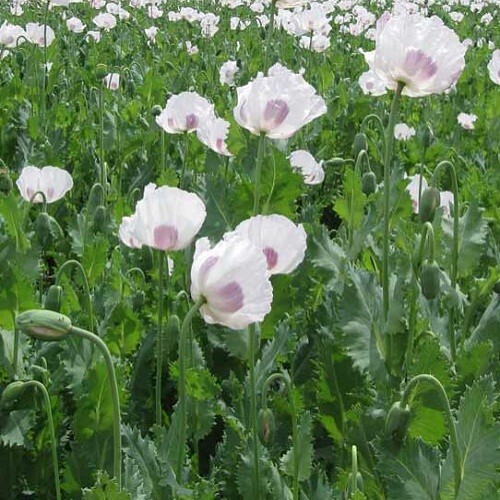 5,000 Fresh Organic Czech Republic Papavear Somniferum Poppy Seeds for Planting