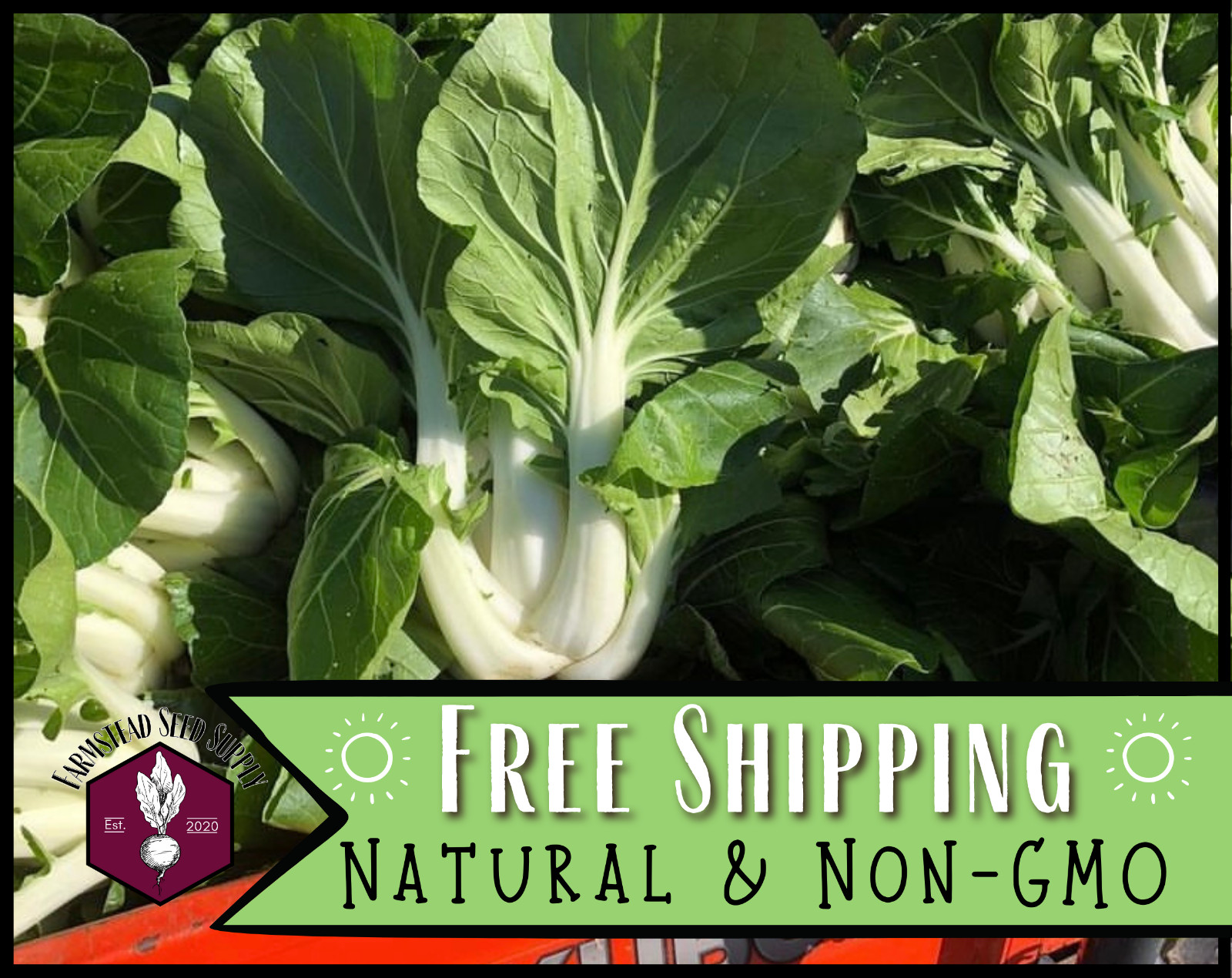 1,600+ Bok Choy Cabbage ‘White Stemmed’ Seeds | Heirloom Asian Vegetable Seed