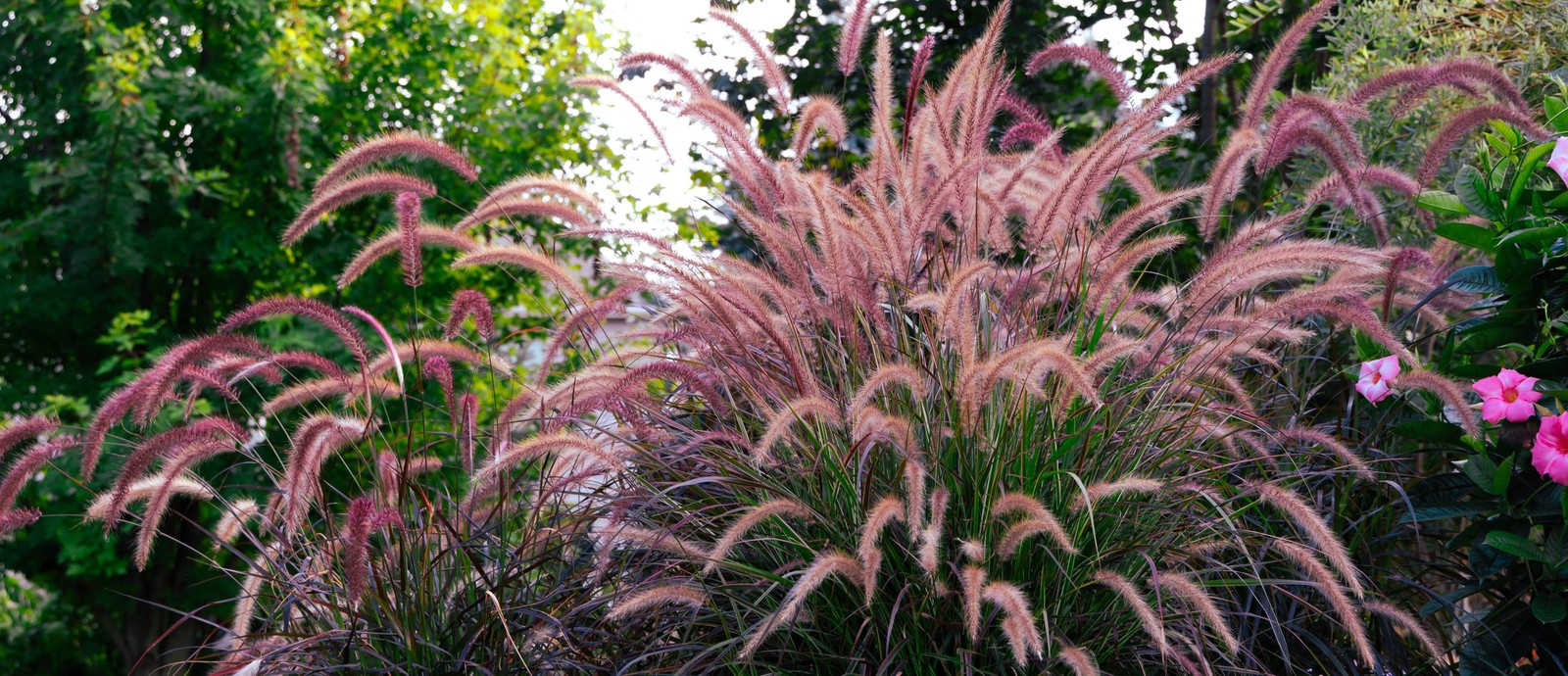 25 PURPLE FOUNTAIN GRASS Ornamental Pennisetum Setaceum Dark Burgundy Flower See