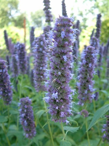50+ BLUE HYSSOP AGASTACHE FLOWER SEEDS PERENNIAL
