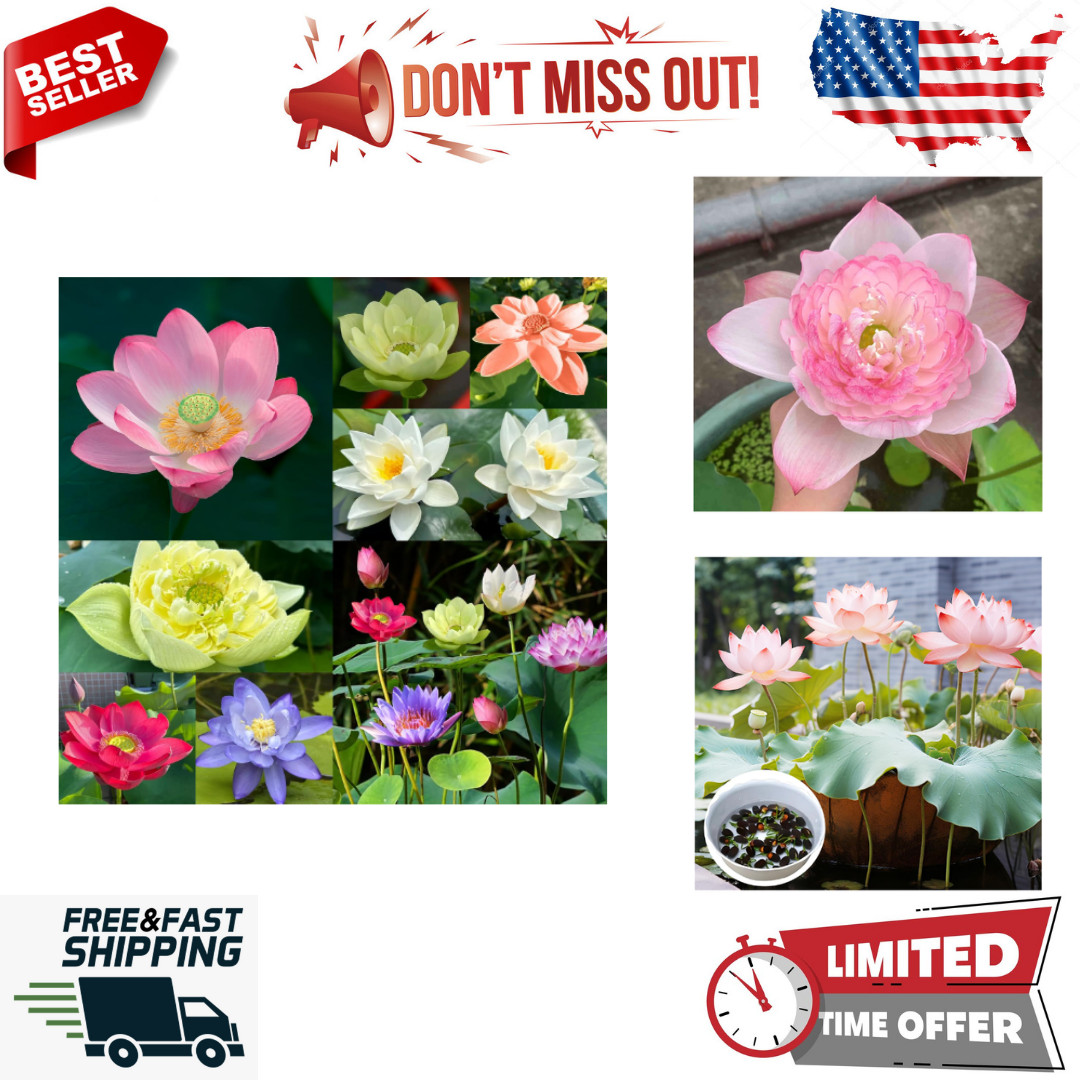 Jardinpatio 160Pcs Bowl Lotus Seeds Mixed for Planting Water Features Bonsai Lot