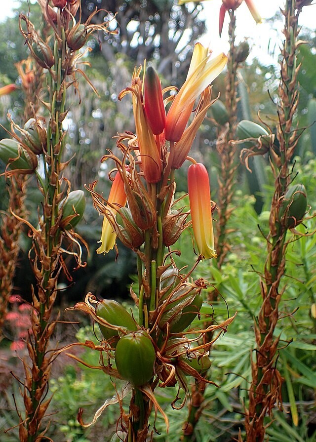 Aloe cryptopoda | Hidden Foot Aloe | 10 Seeds