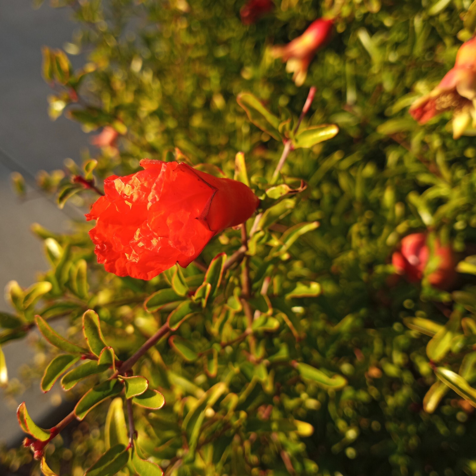 25 DWARF Pomegranate Tree Seeds Punica granatum Nana Garden Fruit House Plant