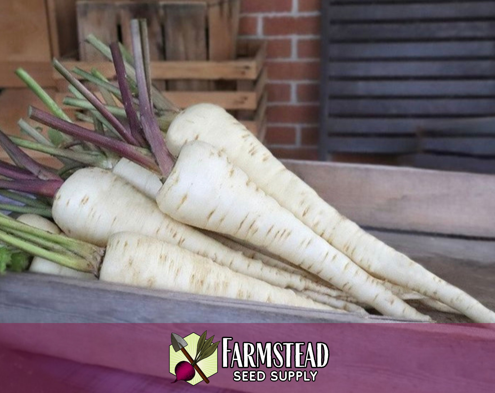700+ Parsnip Seeds [Harris Model] Vegetable Gardening Seed, Heirloom, Non-GMO