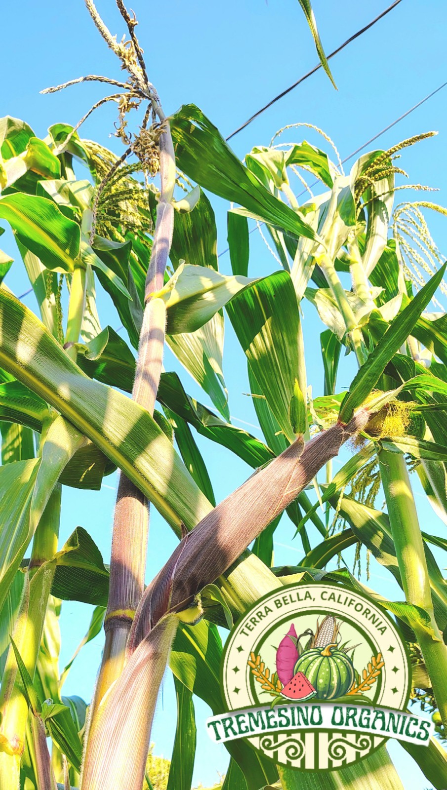 Mexican Conico White Corn 50 Seeds- Maiz Conico Mexicano, 50 Semillas