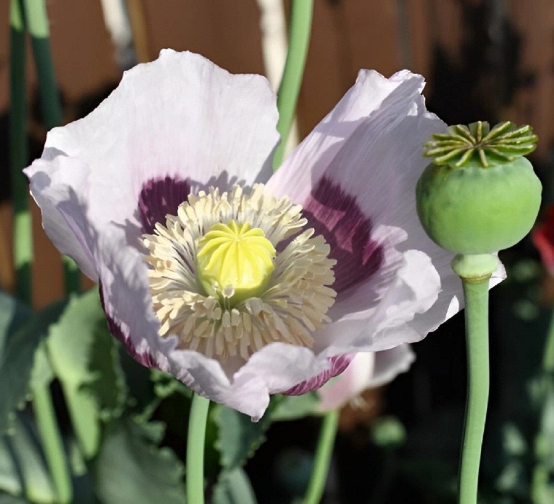 10,000 Untreated Tasmanian Poppy Seeds for Planting Authentic Papever Somniferum