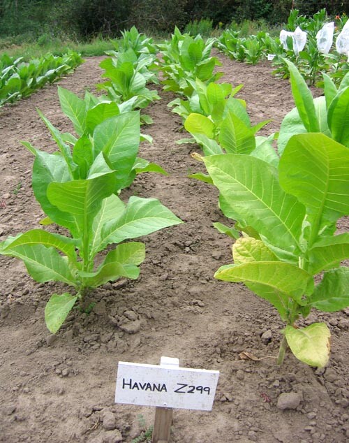 1000 Havaña Z299 Tobacco Seeds ~ Heirloom Non-GMO Nicotiana Tabacum Fast Growing