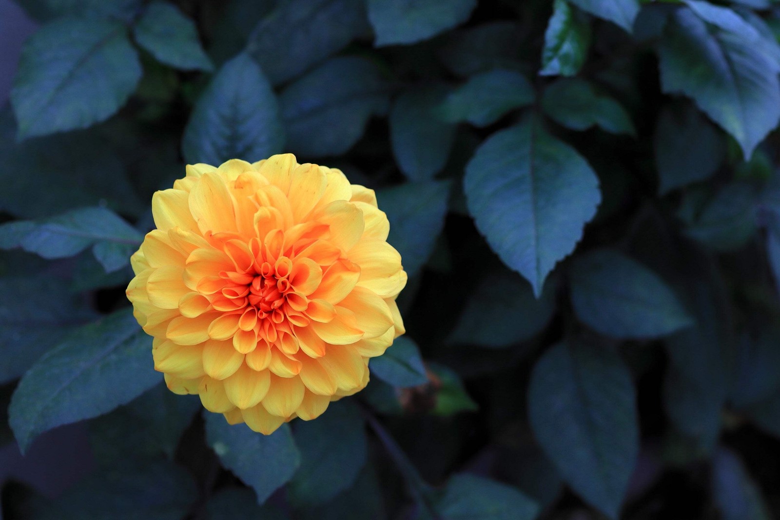 20 Dwarf Mixed Colors REDSKIN DAHLIA Variabilis Red Skin Bicolor Flower Seeds