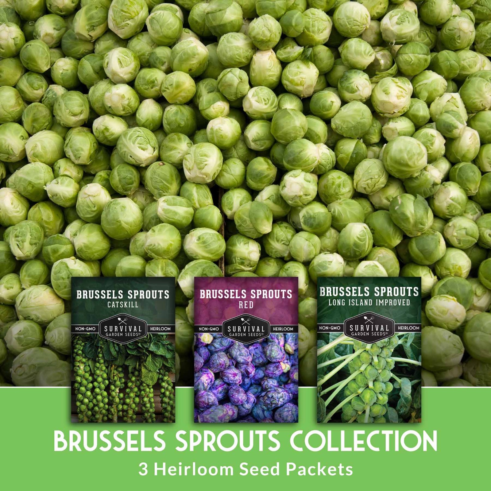 Brussels Sprouts Seed Collection – Red, Catskill & Long Island Improved