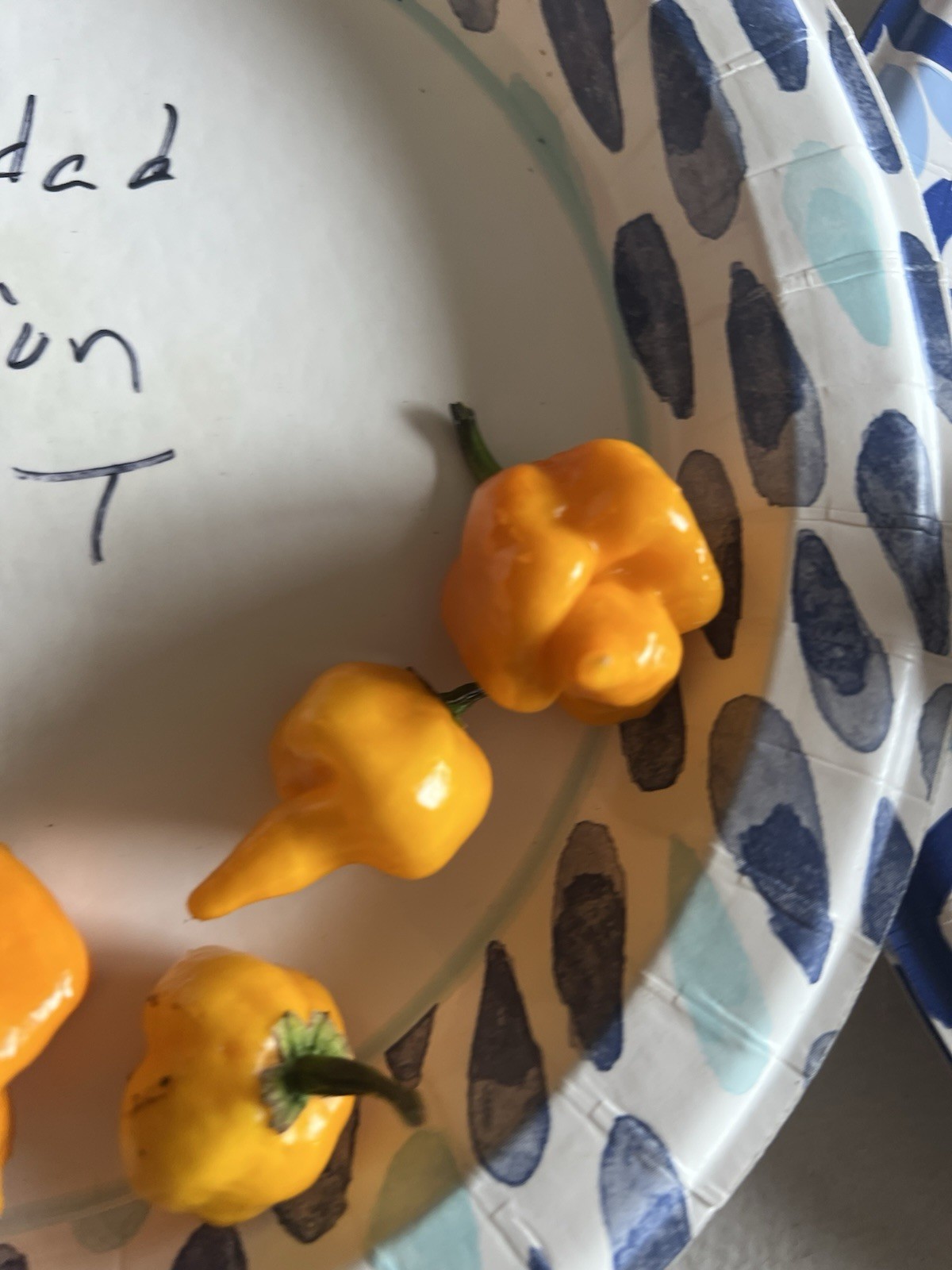 Trinidad Scorpion Butch T Yellow Hot Pepper Seeds 15+ Per Pack