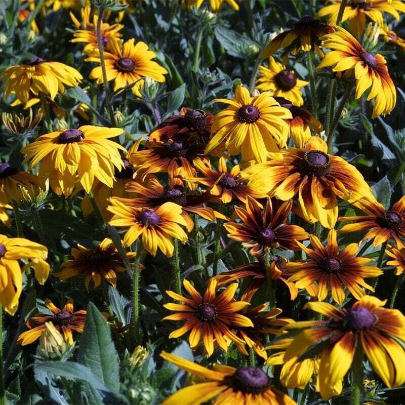 500+ Wildflower Mix – ALL PERENNIAL – Heirloom – Pollinator – Non GMO – FRESH