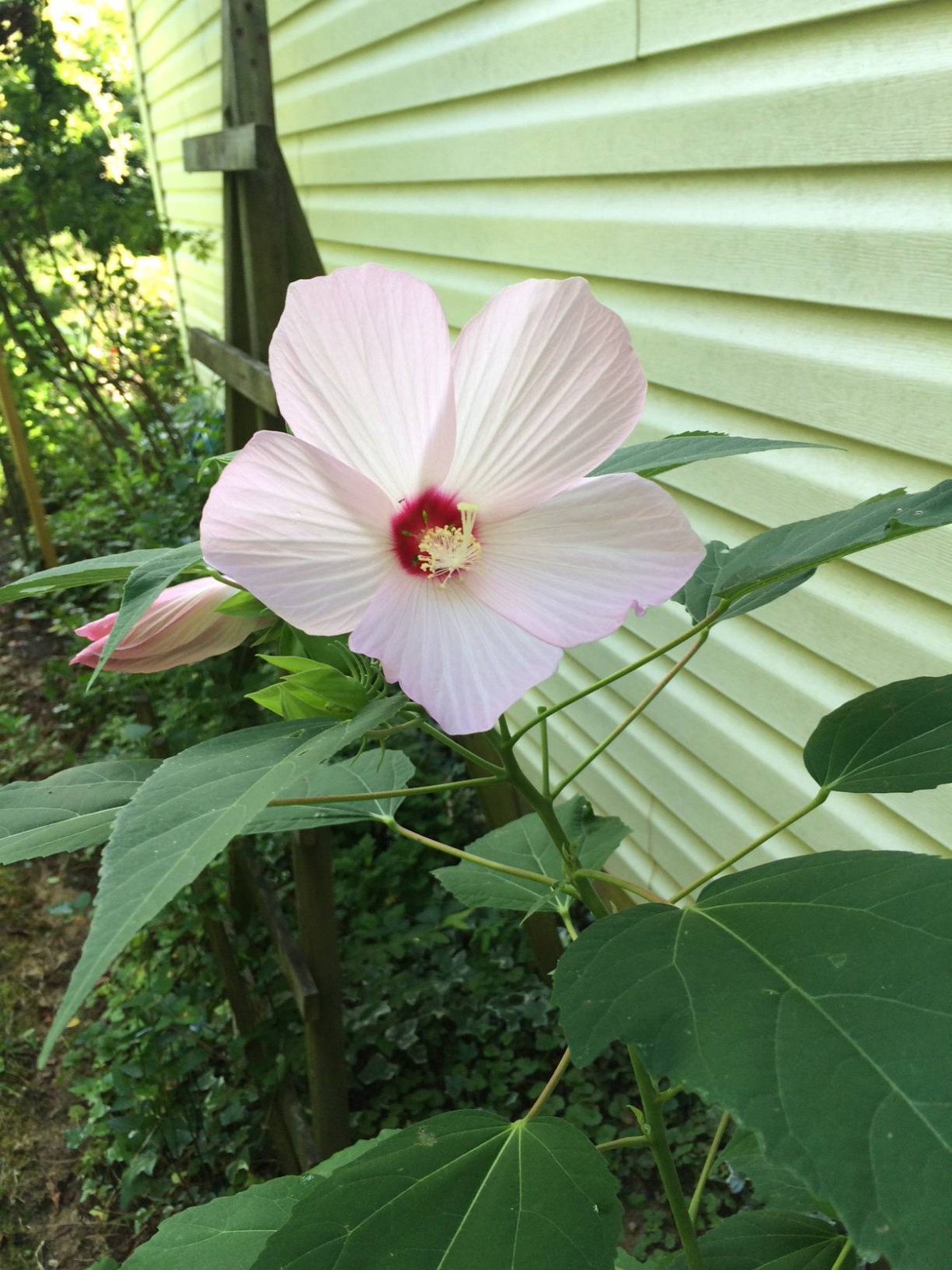 Pink Hardy Perennial Hibiscus Flower Over 100 + Seeds USA Home Grown