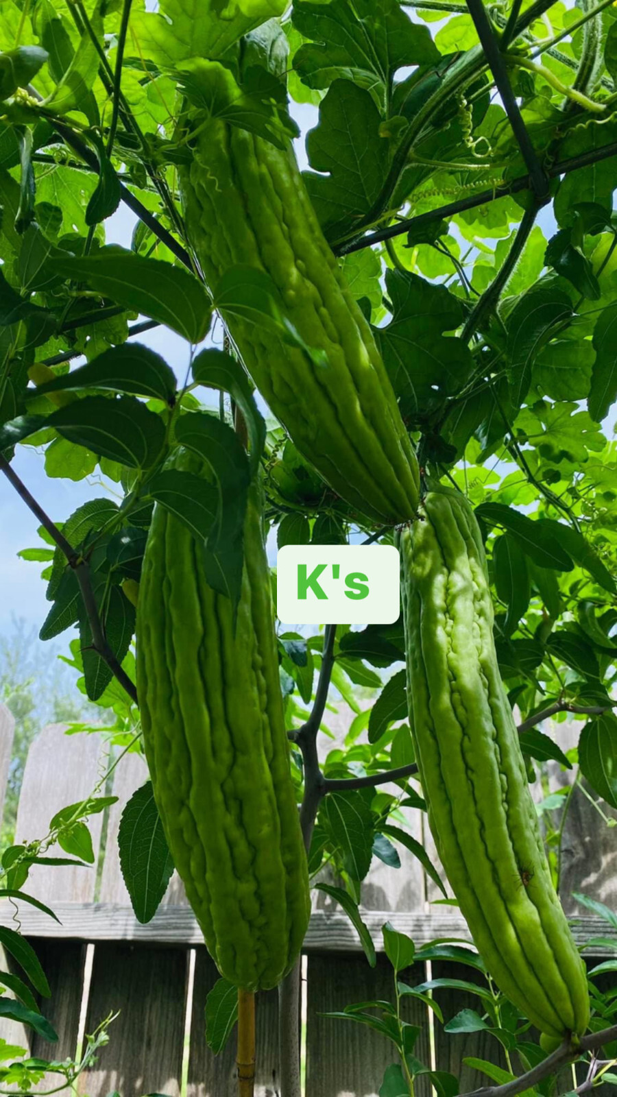 GREEN BITTER MELON, BALSAM PEAR, KU GUA, FOO GWAH, KHỔ QUA MỠ TRÁI DÀI, 苦瓜, 여주