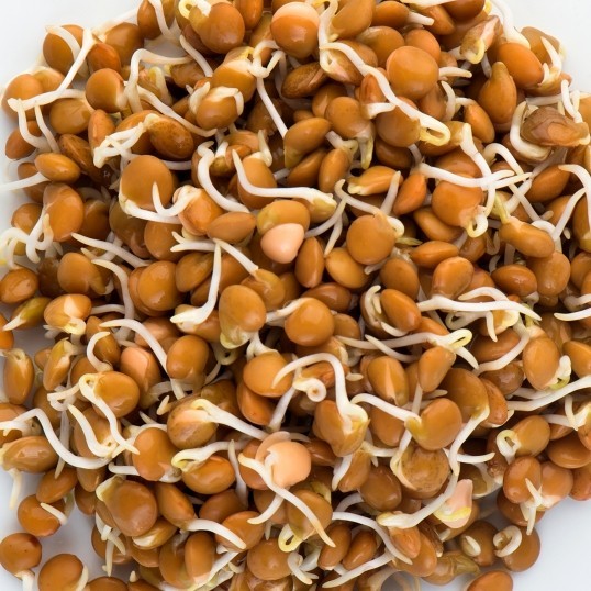 Crimson Lentil Seeds (2 lb) / Bush / Easy / DELICIOUS / Rare / Sprouting seeds