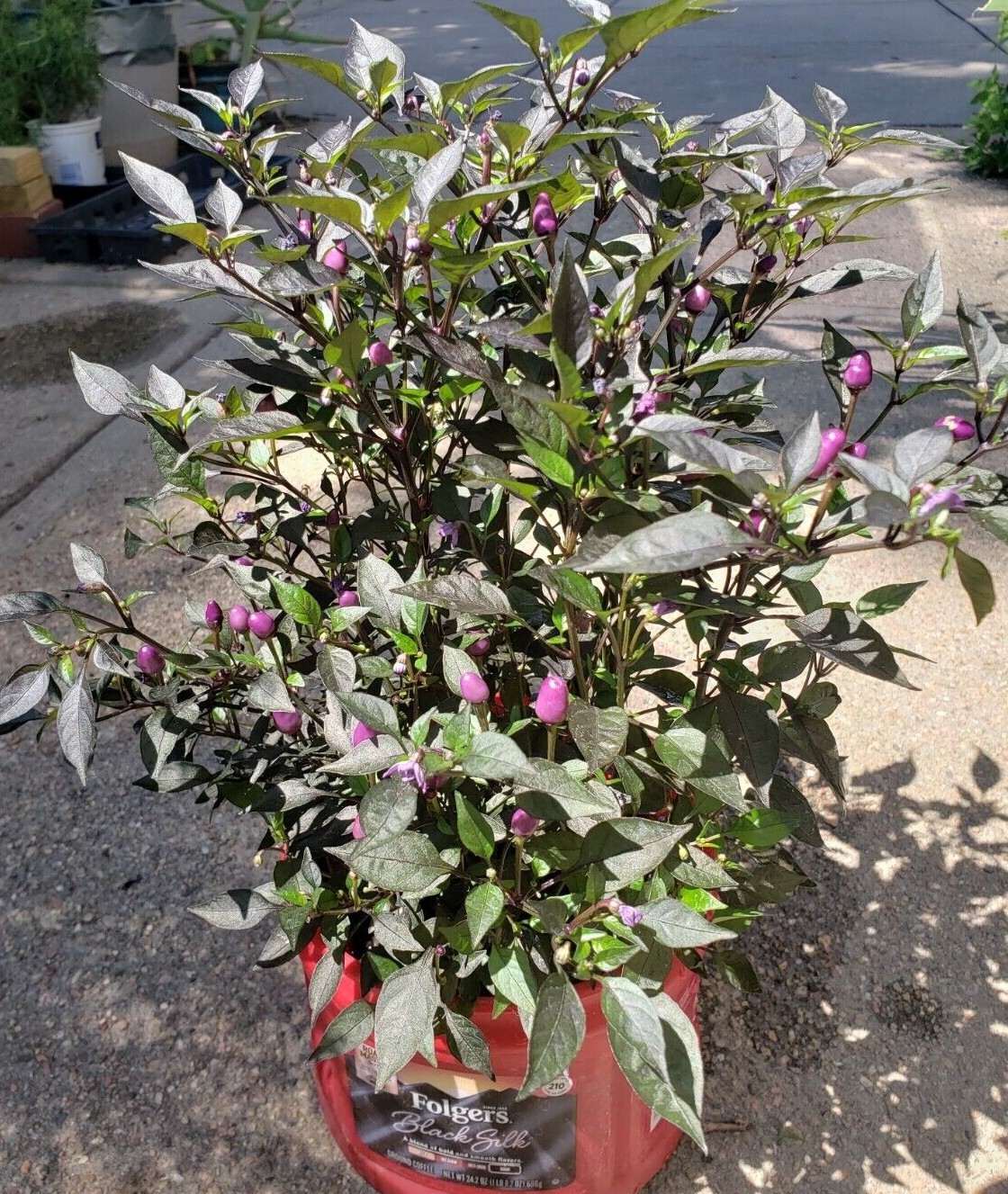 Ornamental pepper – Purple Pixie (25 Seeds) Free Shipping, Fresh for 2023