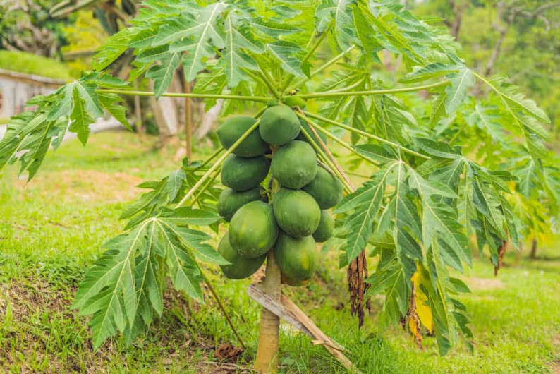 50 Papaya Seeds. Organic. USA Seeds. Ships free