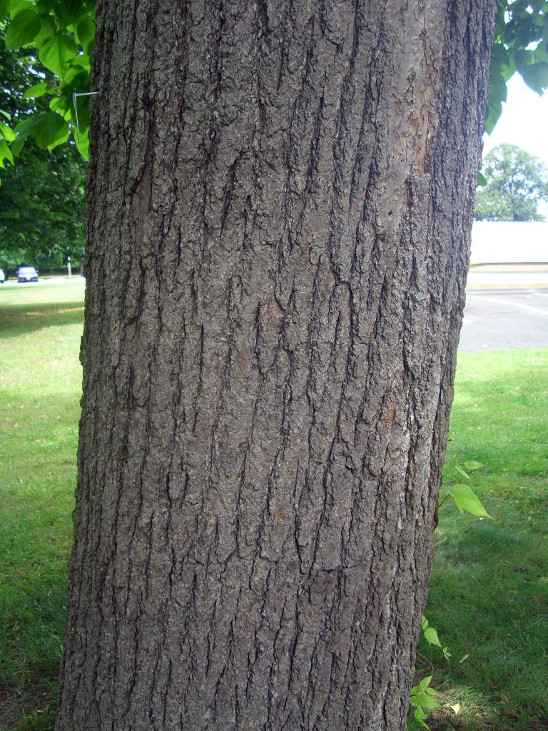 30 NORTHERN CATALPA SEEDS – Catalpa speciosa