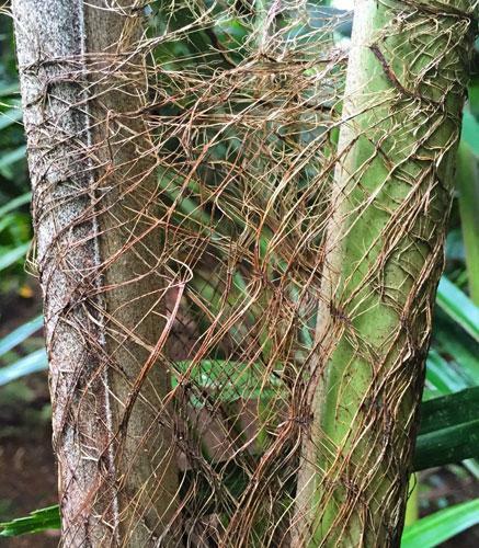 Wallichia disticha | Distichous Fishtail or Wallich Palm | 5 Seeds