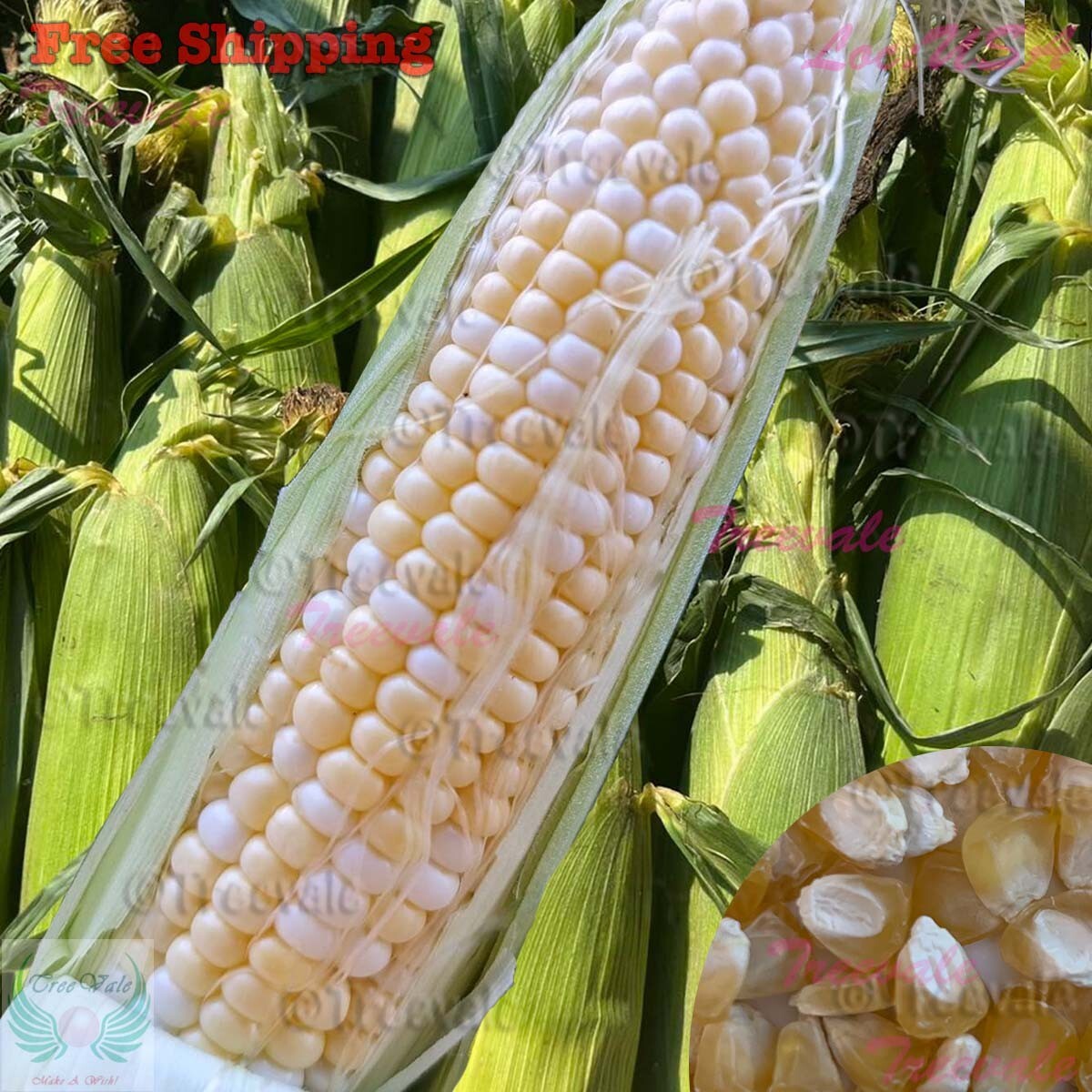Peaches and Cream Corn Seeds – Hybrid | Bicolor Corn | NON-GMO