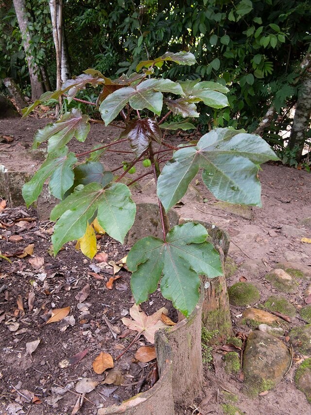 30x Jatropha gossypiifolia seed, Tua Tua, Bellyache Bush, tropical tree seeds.
