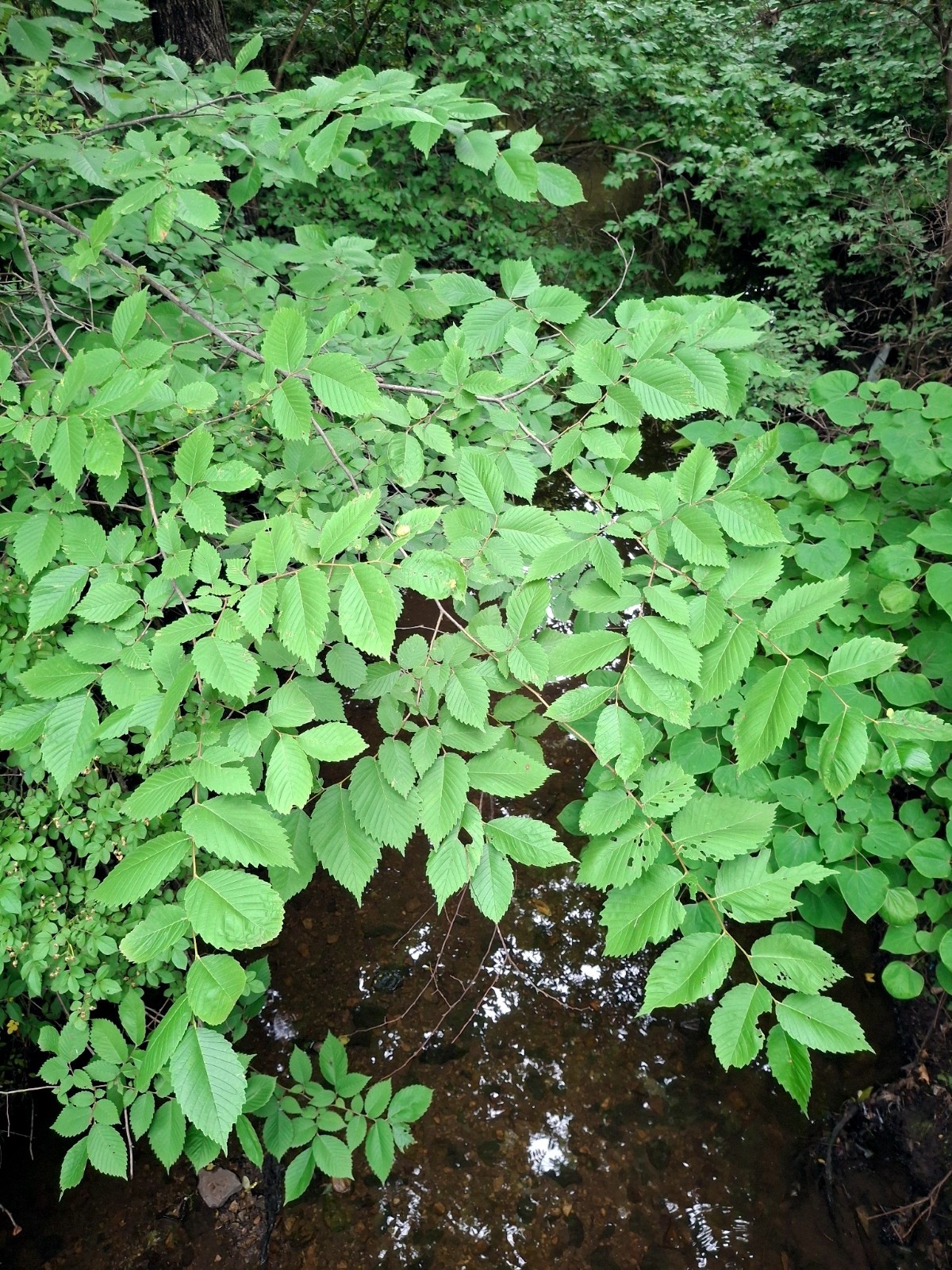 American White Elm Tree Seeds (Ulmus americana) Fast Growing Shade Tree, Hardy-2