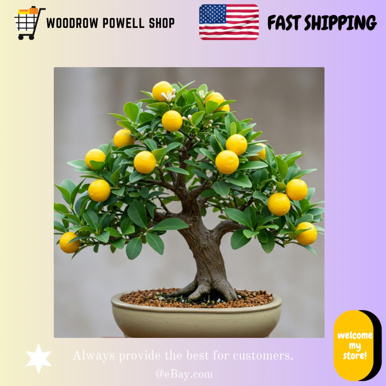 High Germination Dwarf Lemon Bonsai Seeds – 20 Count for Efficient Growth