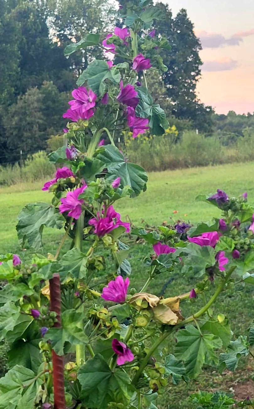 Malva Sylvestris ‘Zebrina’ Perennial Flower 35 Seeds French Hollyhocks Organic
