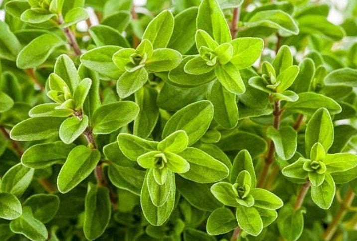 Heirloom Sweet Marjoram Herb Seeds – Organic, Non-Gmo, Container Friendly