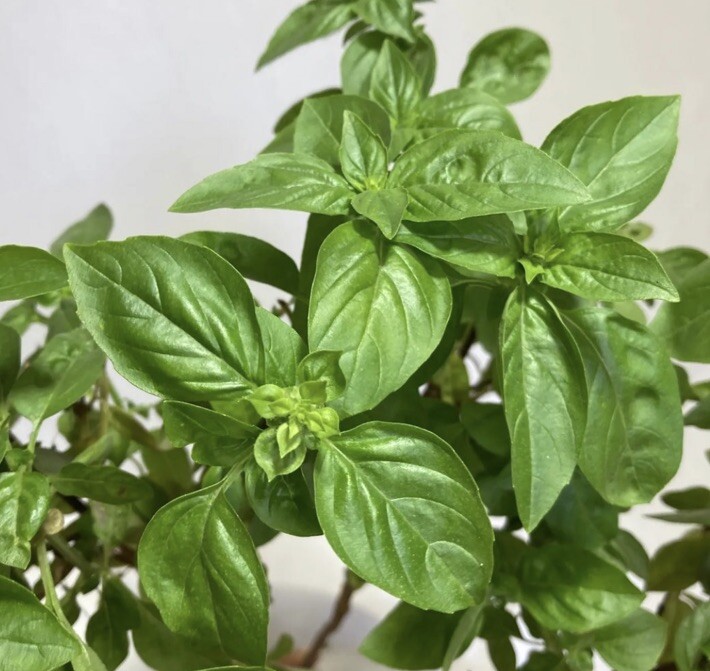 25 Organic Basil Seeds